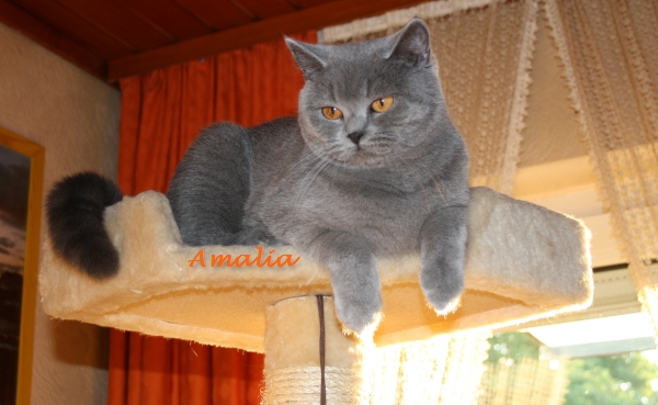 Amalia 2011
